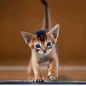 Meet your Posher, Maria